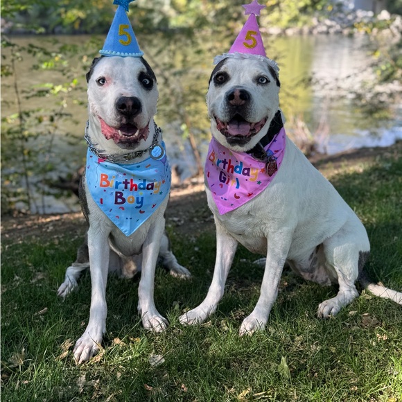 Meet your Posher, Mikki - Picture 3 of 6